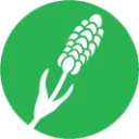 gojnik